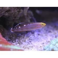 Amblygobius Rainfordi